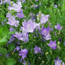 Campanula Rotundifolia