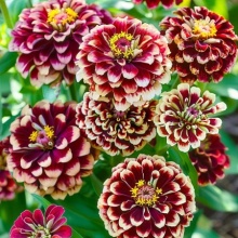 Carciumareasa Jazzy Red