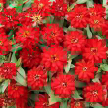 Carciumareasa Profusion double Red