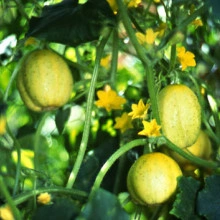 Castravete Lemon - Img 3