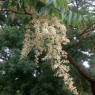 Cedru Chinezesc-Toona Sinensis