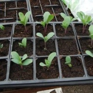 Cerinthe major purpurascens - Img 5