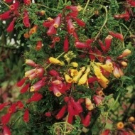 Chilean Glory Vine-Eccremocarpus Scaber - Img 5