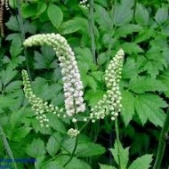 Cimicifuga racemosa - Img 2