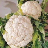Conopida alba Snowball