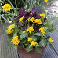 Coreopsis grandiflora Early Sunrise