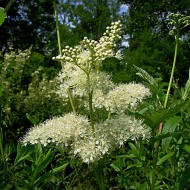 Creţușca-Filipendula ulmaria