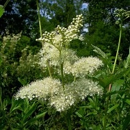 Creţușca-Filipendula ulmaria - Img 2