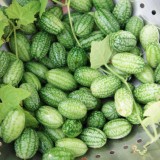 Cucamelon-Scabra Melothria