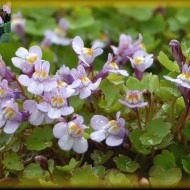 Cymbalaria Muralis-Kenilworth Iedera - Img 1