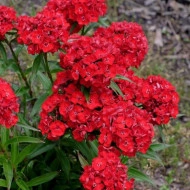 Dianthus barbatus-Garoafa turceasca Scarlet Beauty