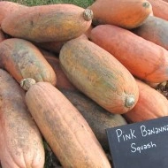 Dovleac Pink Banana Jumbo