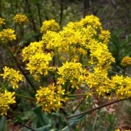 Drobusor-Isatis Tinctoria - Img 5