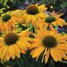 Echinacea Yellow