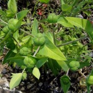 Euphorbia Lathyris-Planta Anticartita