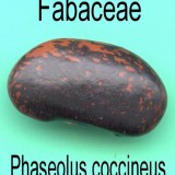 Fasolea Phaseolus coccineus