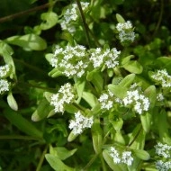 Fetica-Valerianella locusta - Img 6
