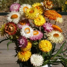 Flori de pai-Helichrysum bracteatum mix - Img 5