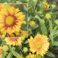 Gaillardia Aristata African Sunset - Img 2