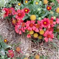 Gaillardia Aristata Arizona Red - Img 7