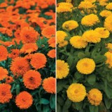 Galbenele-Calendula double mix