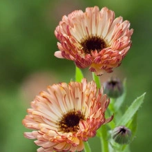 Galbenele-Calendula Off. Touch of Red Buff - Img 2
