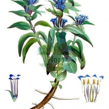 Gentiana Cruciata - Img 5