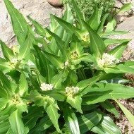 Gentiana Tibetica - Img 2