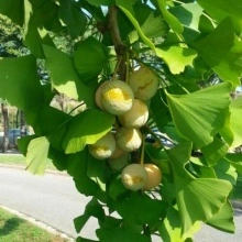 Ginkgo Biloba
