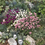 Gomphrena-Gomphrena globosa mix