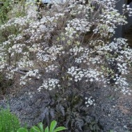 Hasmatuchi purple-Anthriscus Sylvestris RavensWing - Img 5