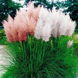 Iarba de pampas alb