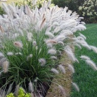 Iarba decorativa-Pennisetum alopecuroides hameln - Img 6