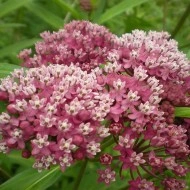 Iarba fluturilor-Asclepias incarnata - Img 7