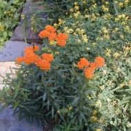 Iarba fluturilor-Asclepias tuberosa