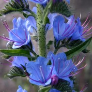 Iarba Sarpelui-Echium vulgare