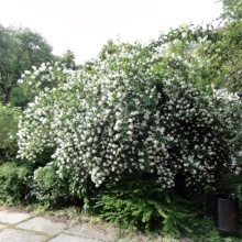 Iasomie-Philadelphus Coronarius