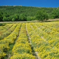 Imortela-Helichrysum arenarium-Siminoc - Img 4