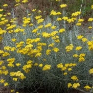 Imortela-Helichrysum italicum - Img 3