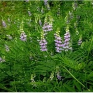 Lemn Dulce-Glycyrrhiza Glabra - Img 6