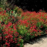Linum Scarlet Flax-In decorativ rosu - Img 2