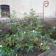 Litchi Tomato-Solanum Sisymbriifolium - Img 7