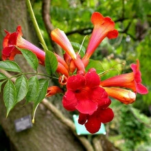 Luleaua Turcului-Campsis Radicans - Img 1