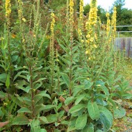 Lumanarica-Verbascum thapsus