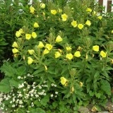 Luminita noptii-Oenothera biennis L - Img 2