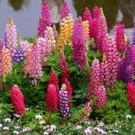Lupin peren-Lupinus polyphyllus mix