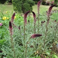 Lysimachia Atropurpurea Beaujolais - Img 3