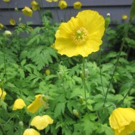 Mac Meconopsis Cambrica Yellow