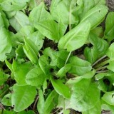 Macris-Rumex acetosa