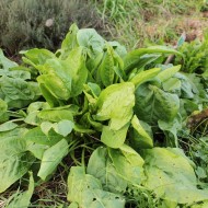 Macris-Rumex acetosa